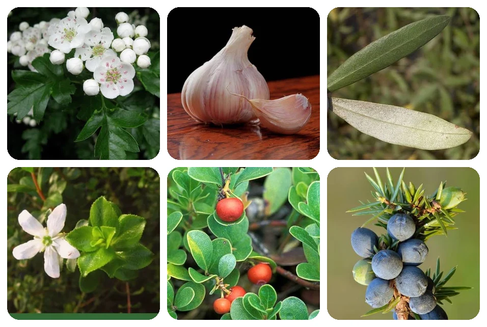 PressureCalmX ingredients